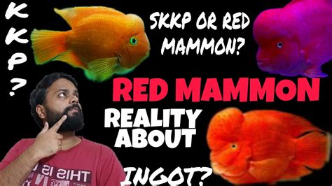 Kavalan Red Ingot/Kavalan Red Mammon .